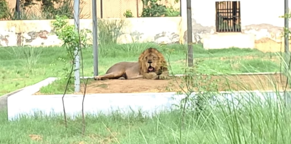 After lions, now the mini zoo is preparing to bring leopard cat.