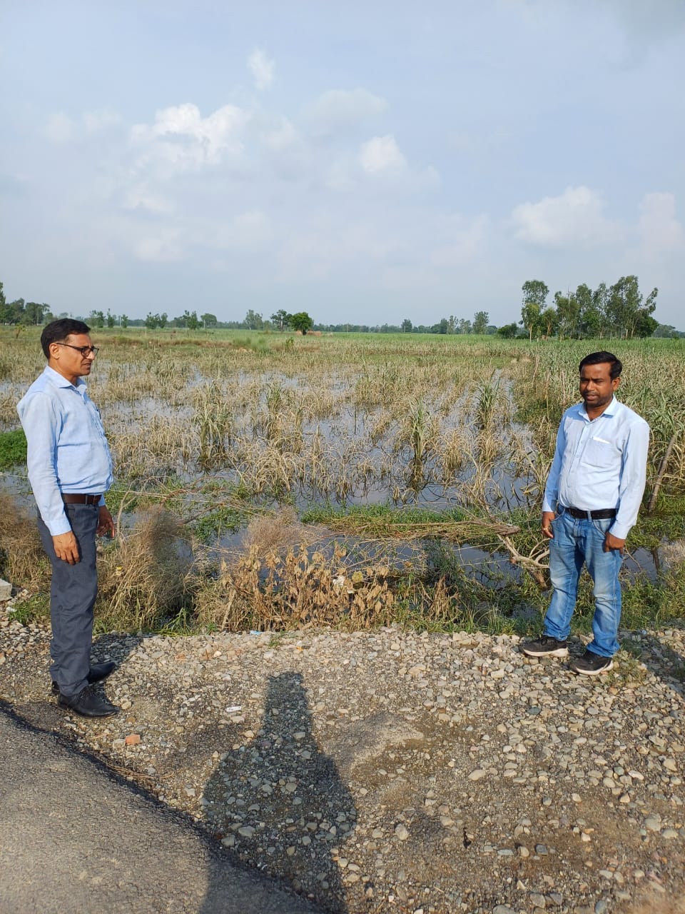 Inspection of sugarcane crop damaged by flood