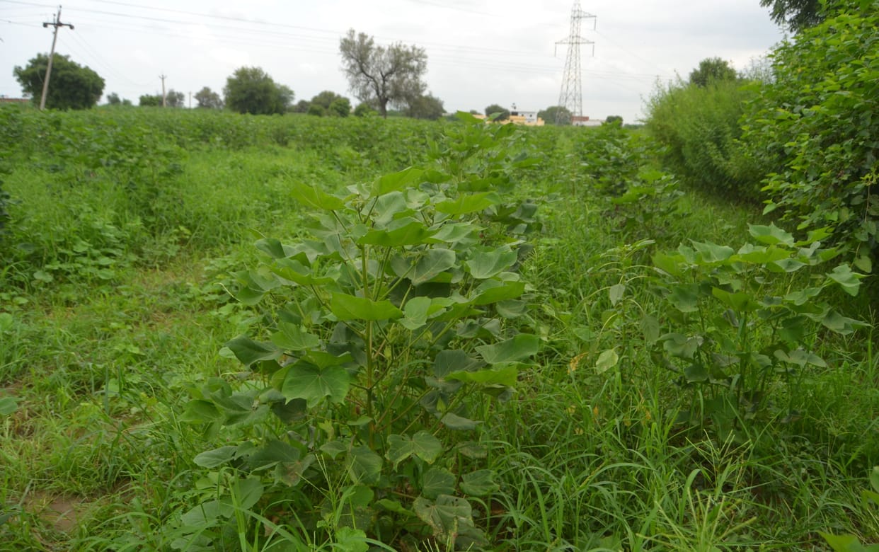 Guar sowing figure is zero in Charkhi Dadri area