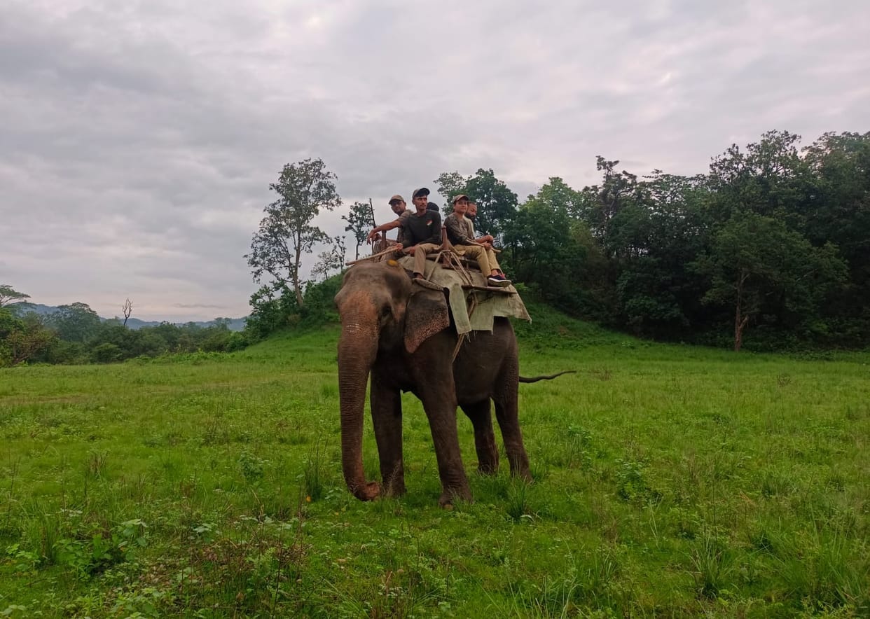 Forest personnel patrolling with elephant