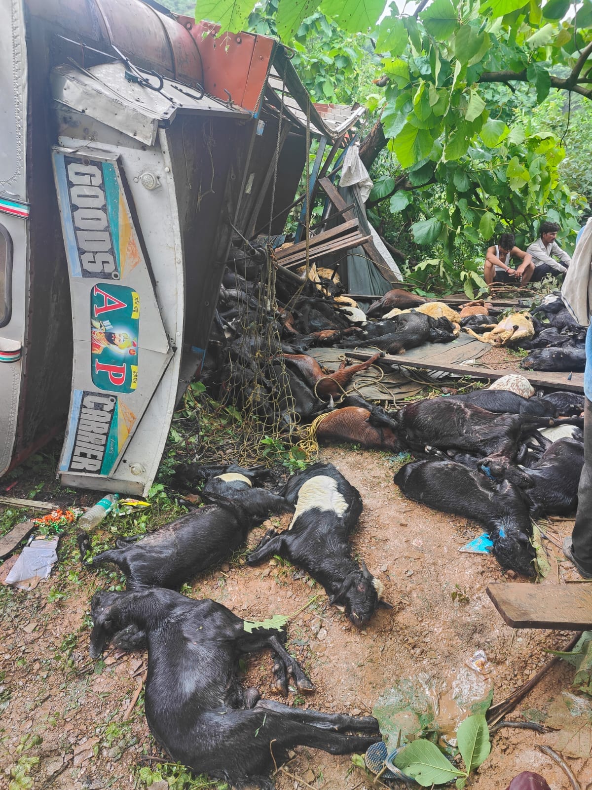 Truck full of goats going to Hyderabad overturns, 230 killed Damoh Jabalpur Highway incident.￼