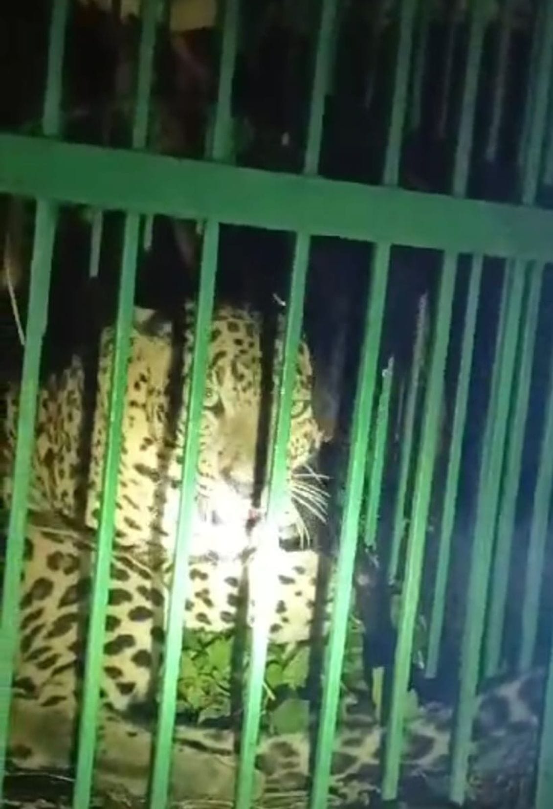 Finally the female leopard is trapped in the cage