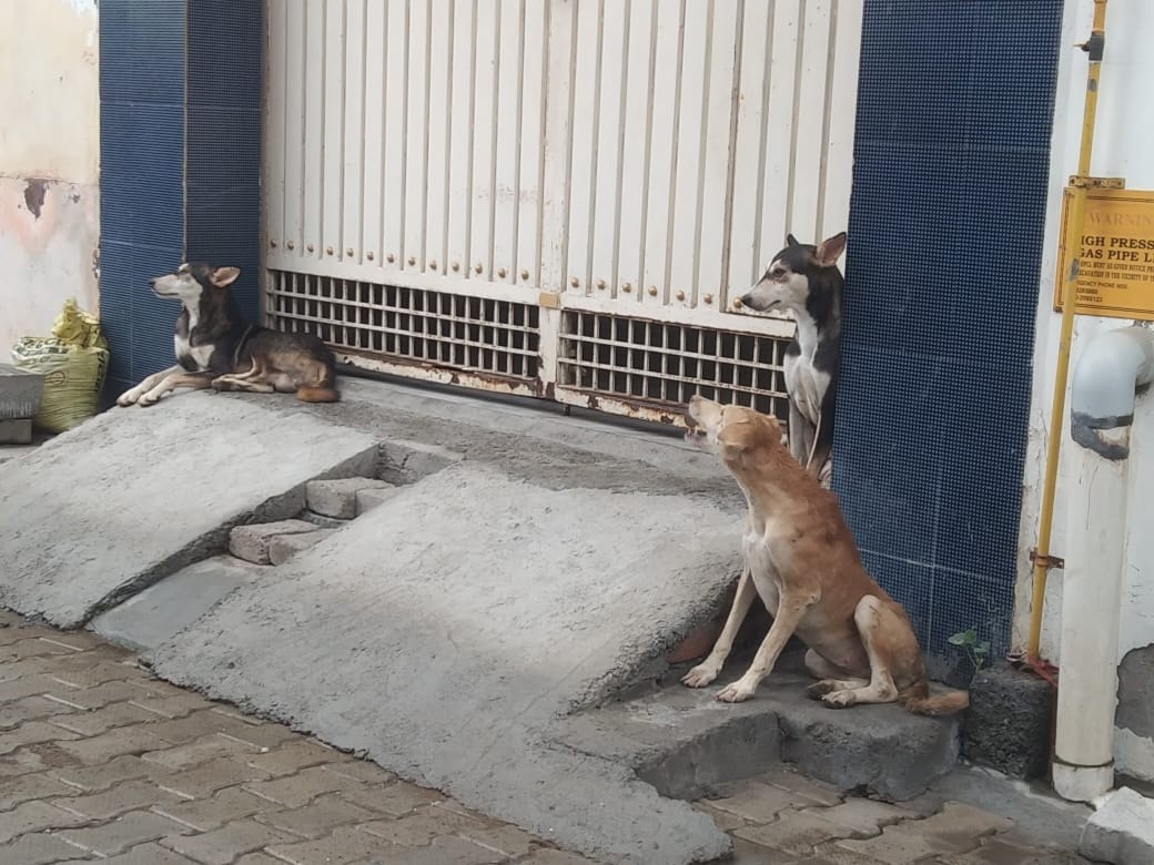 NAP allotted tender to agency for sterilization of dogs