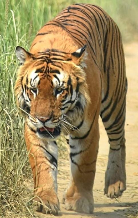Flood water in Dudhwa forest, wildlife coming out