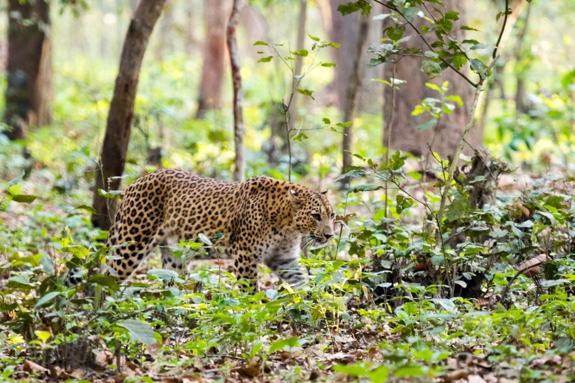 Tiger: The number of tigers in India increased by 65 percent in 10 years