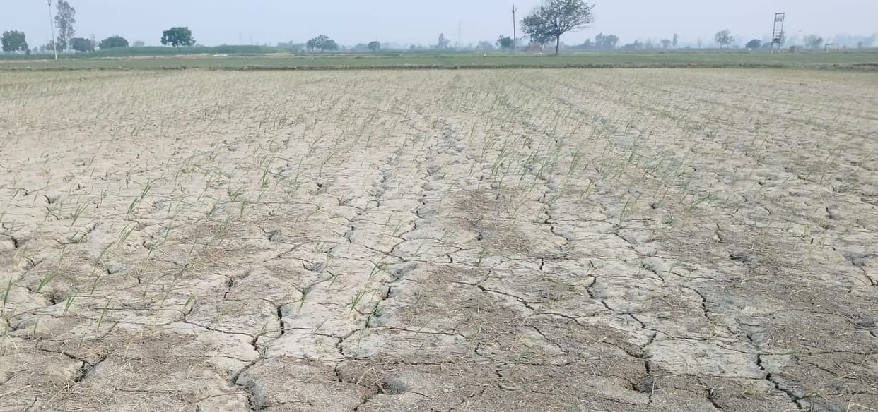 Due to lack of rain in the district, drought like conditions are being created.