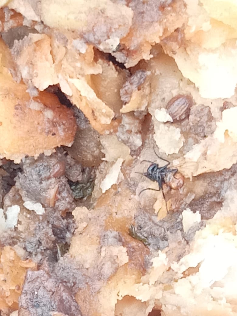 Dead fly found in samosa, complaint on CM helpline
