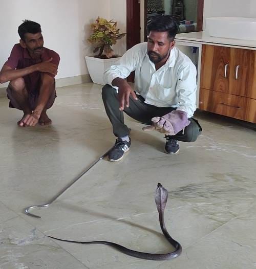 Cobra snake found in bedroom and toilet, snakeman caught it