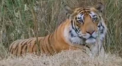 जंगल में बैठा बाघ