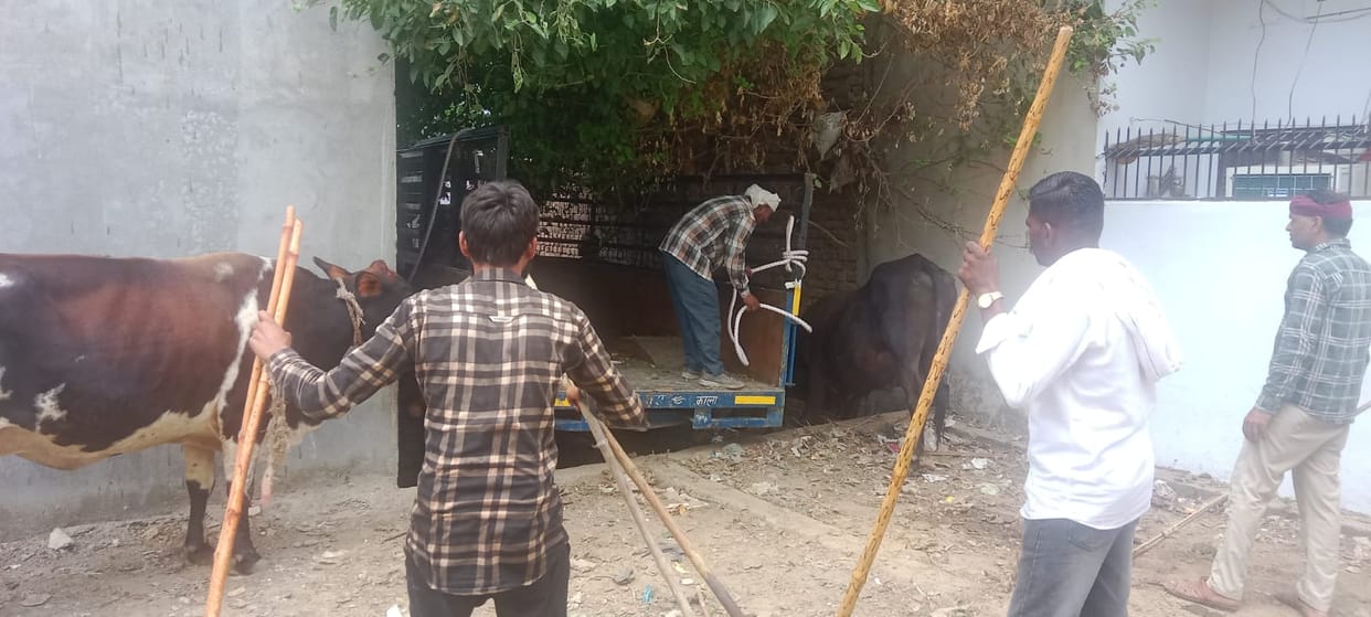 After taking the life of an elderly woman, there was a stir in the NP administration, Sunday holiday was canceled and more than 70 cows were caught.