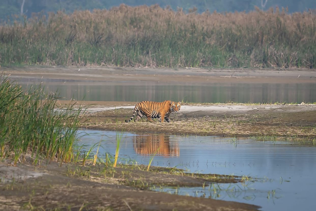 The king of the jungle is liking Katarniaghat