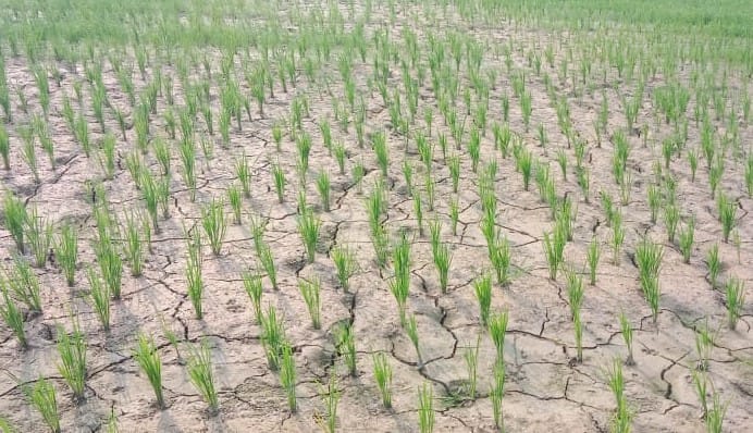 Heat like Jeth in Saavan, cracks started appearing in the fields