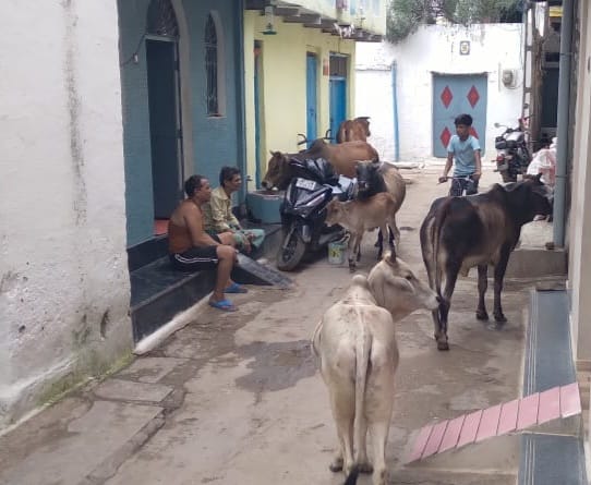 Damoh Stray cattle become a problem in the home district of Animal Husbandry Minister