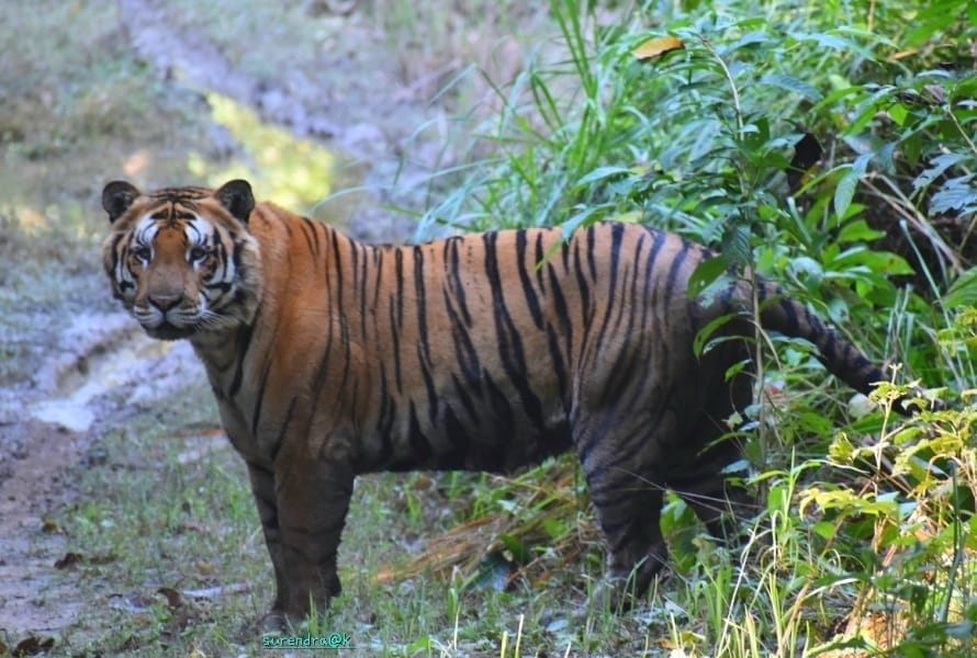 Efforts are bearing fruit...number of tigers has increased