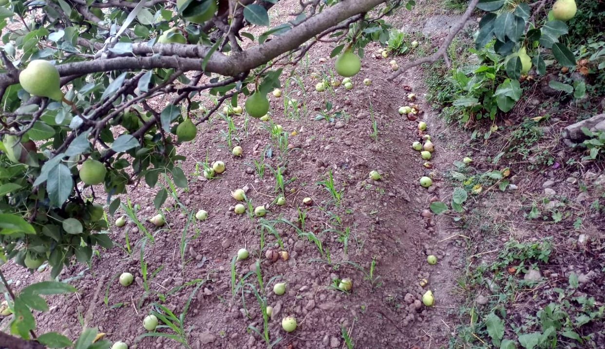 Pears ripen and start falling from the trees, ripening increases