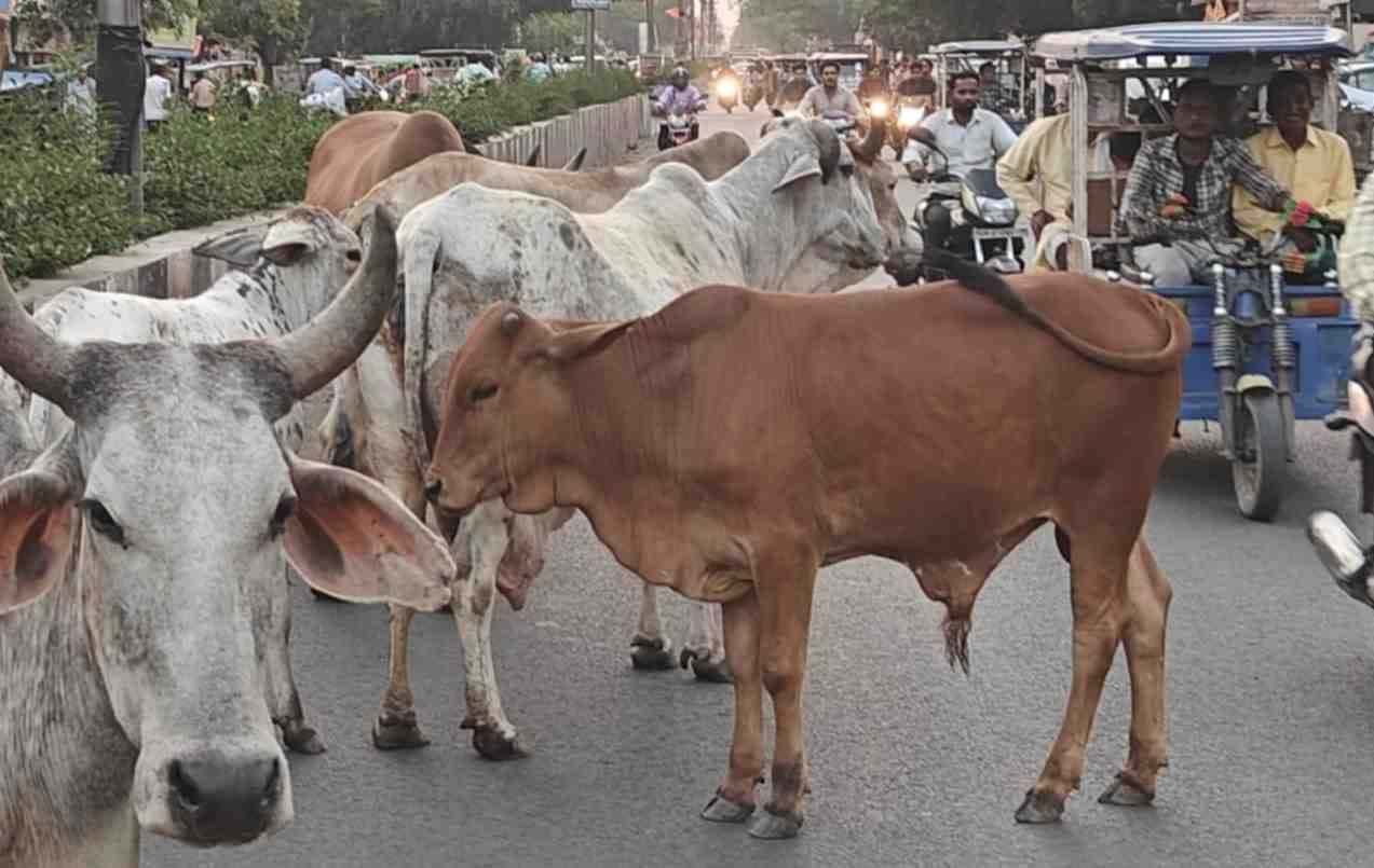 When the fields were filled with water, the cows made camp on the roads and footpaths.