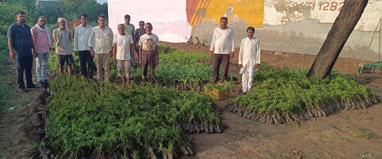 The committee ordered 25 thousand saplings from Jhansi for plantation
