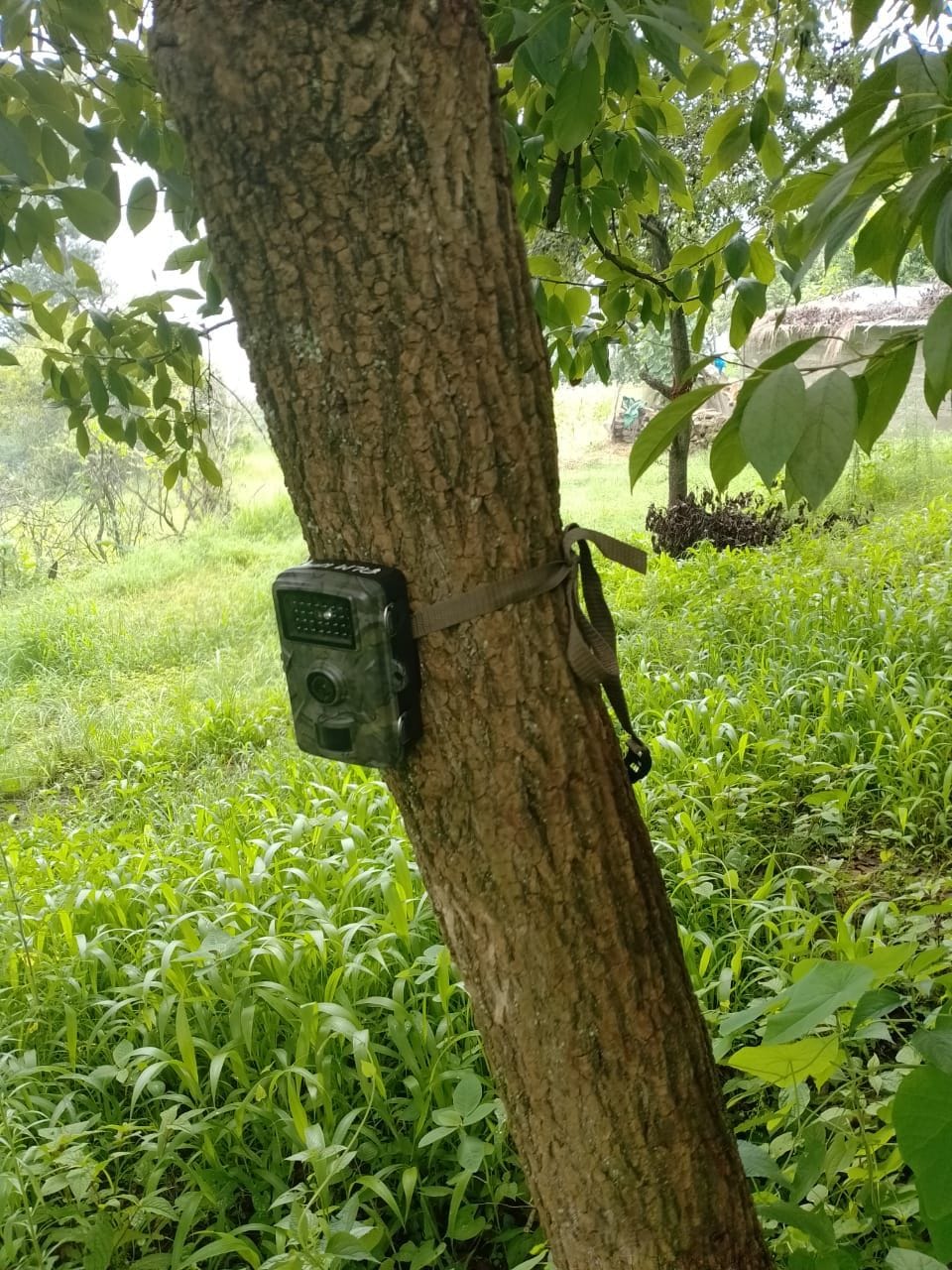 Camera trap installed to detect leopard activity in Ghurson