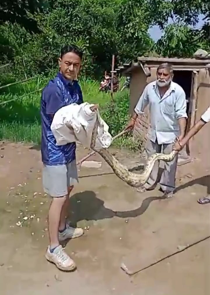 Python rescued from home in Putdiyal area, released into safe forest