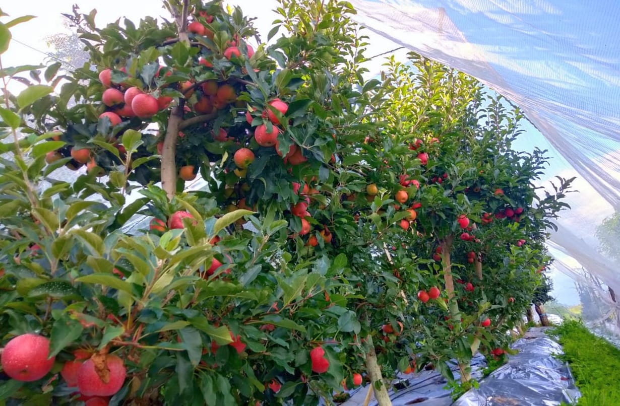 Manoj Khadayat became Apple Man with grandfather inspiration in pithoragarh