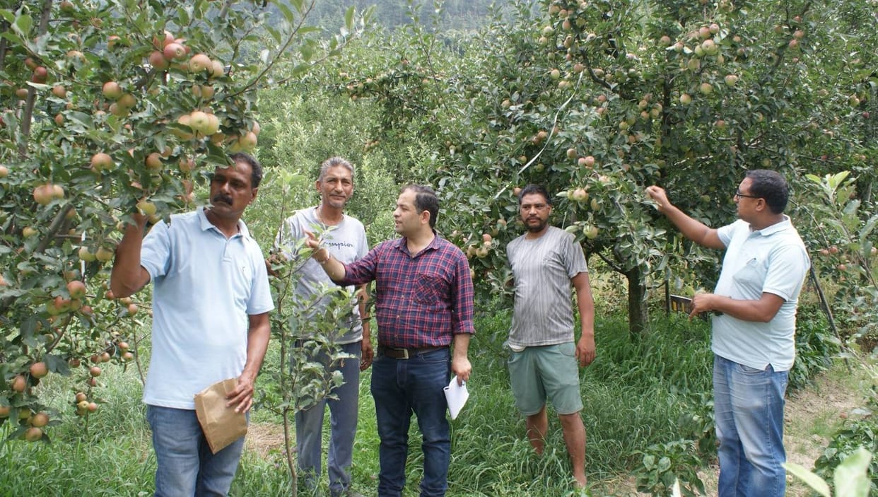 Autumn in apple orchards in monsoon, gardeners worried