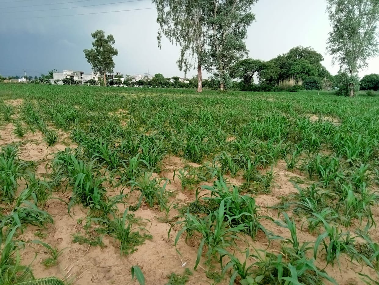 Rural youth are not running towards cities for employment