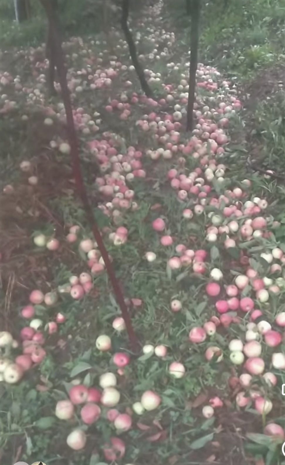 Apple Collection Center of MIS, Rohru, Shimla