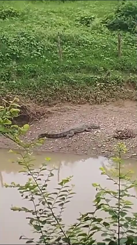 Damoh six feet long crocodile came out of drain and entered field causing panic among villagers