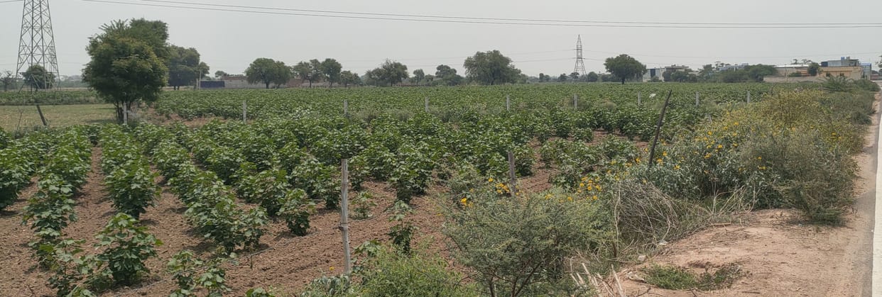 Farmers could not sow crops while waiting for rain, drought situation prevailed in the district
