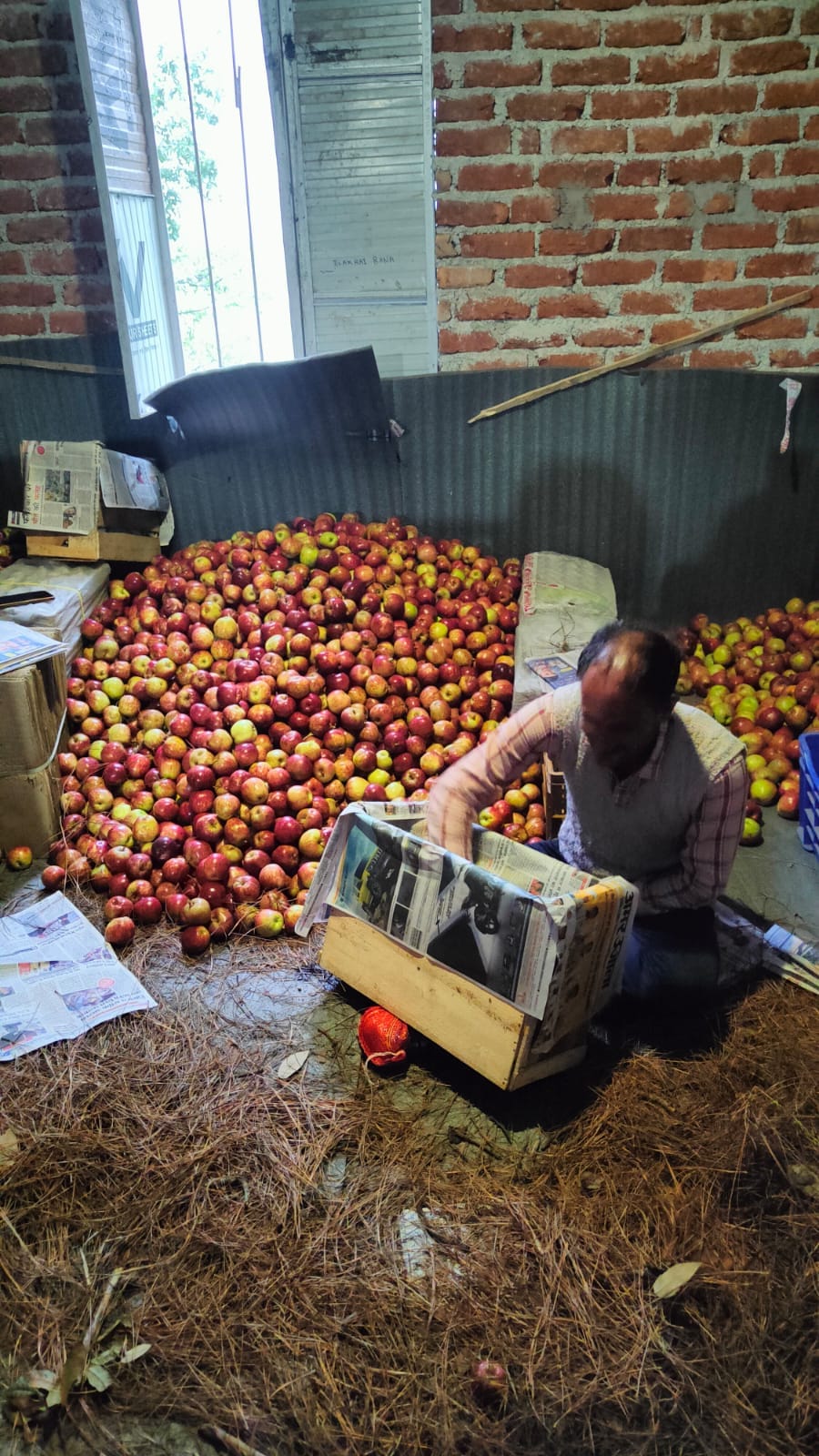 Early variety apple season in final stage, HPMC could not open sales center