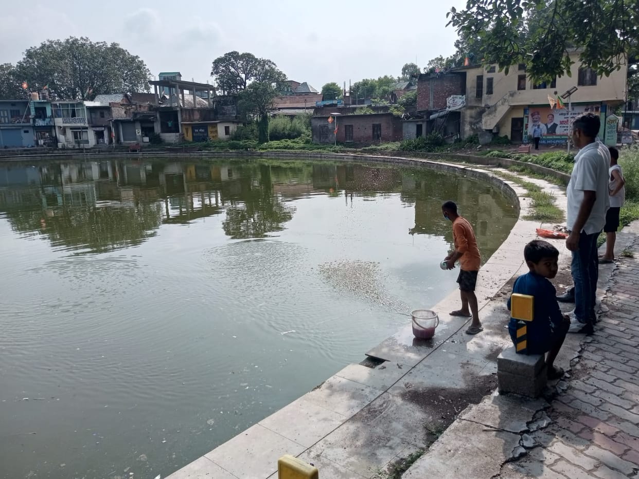 Fish are dying in the pond, lack of oxygen is said to be the reason.