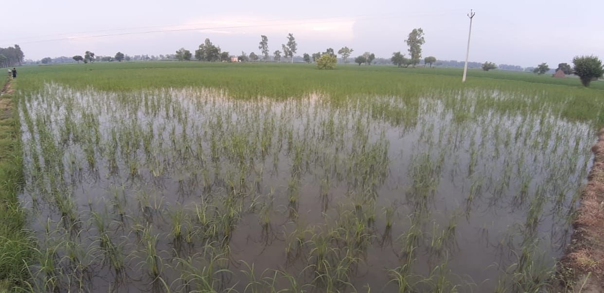 Rain brought glow on the faces of farmers