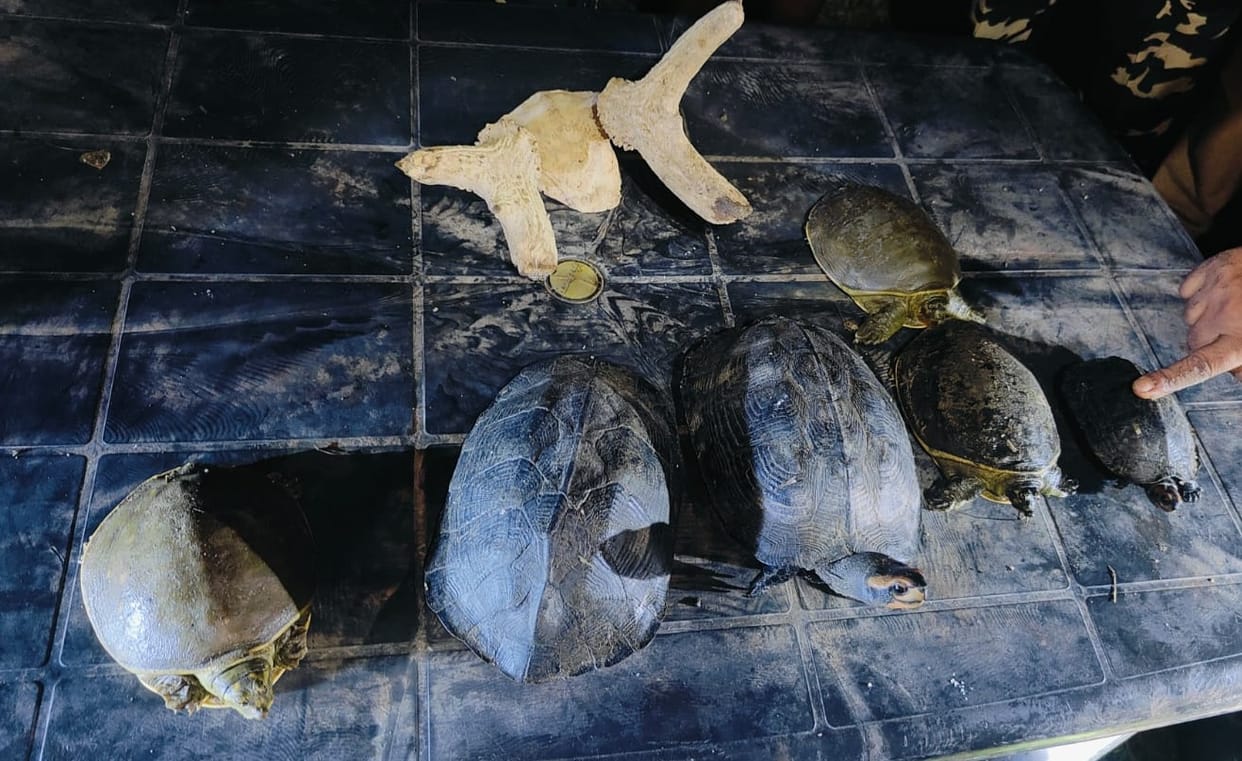A deer antler and six tortoises hidden in a pickup recovered