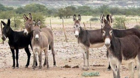 Even donkeys are not safe in Pakistan, IFA seized one thousand kilos of donkey meat