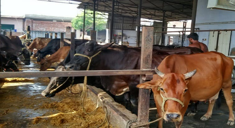 Animal keepers should get vaccinations done to protect animals from diseases.