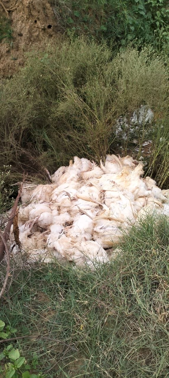 Dead chickens thrown in the crematorium of Sihama, case registered