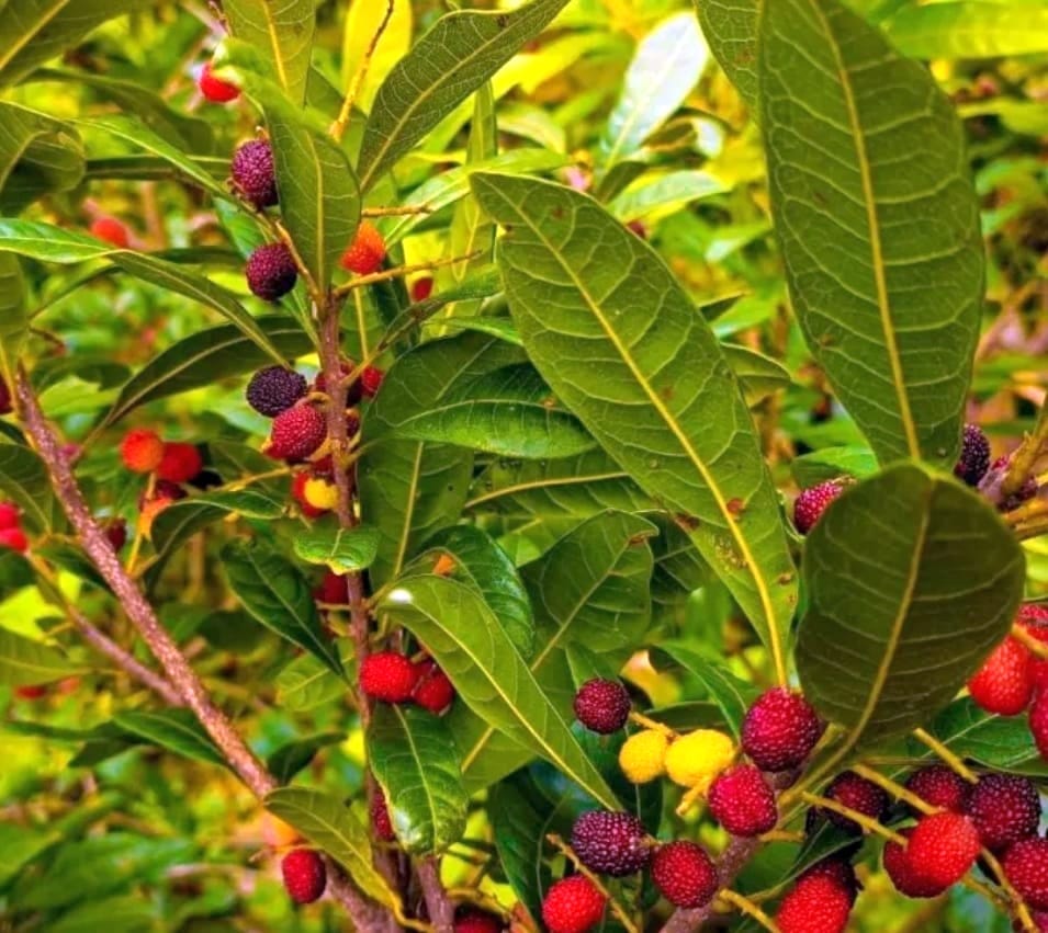 Kafal ripens in January in Gangolihat