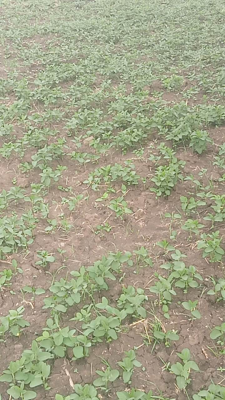 In Rajgarh, villagers caught the person who caused damage to the fields, cut his hair