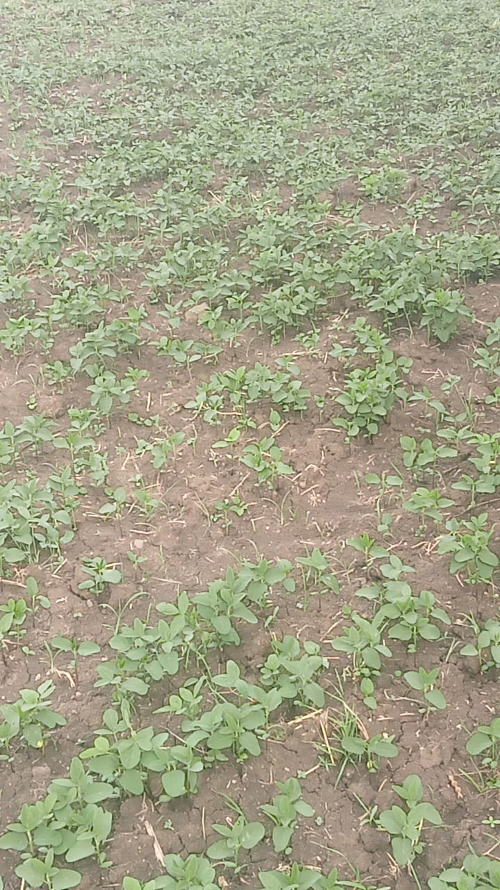 In Rajgarh, villagers caught the person who caused damage to the fields, cut his hair