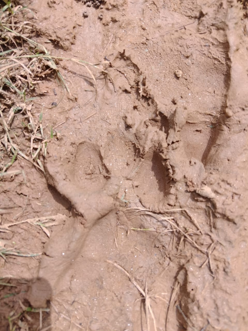 Villagers got scared after seeing tiger entering the house, standing near the cot
