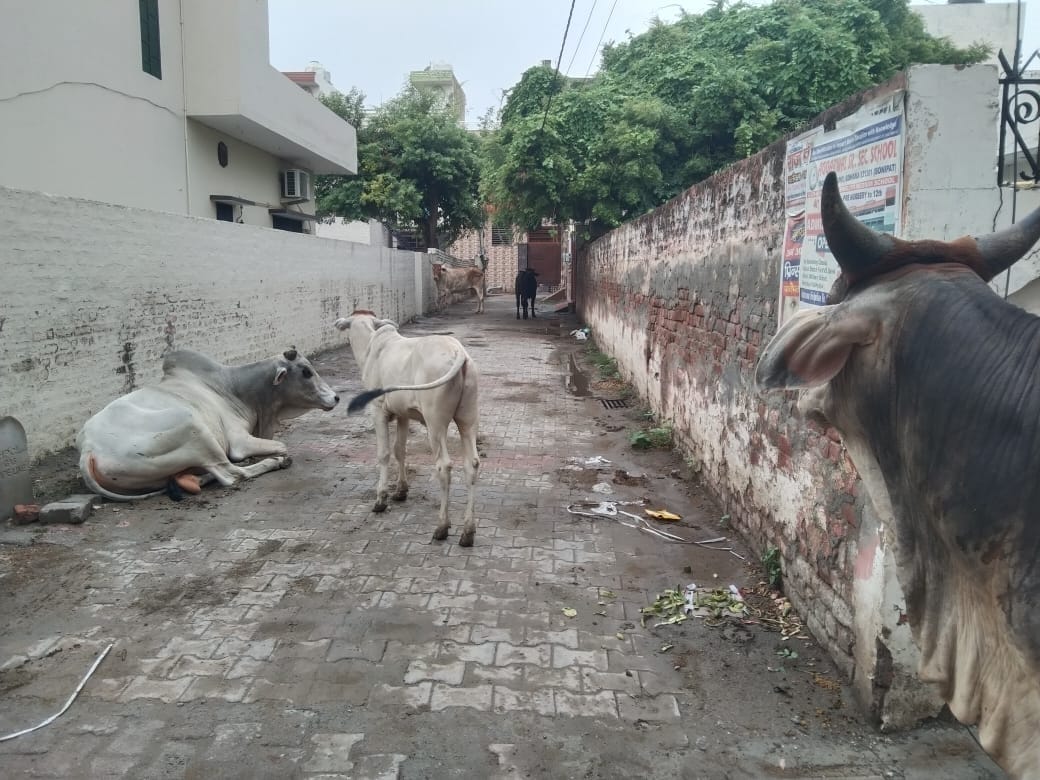 Municipal council allotted tender to catch 1000 destitute animals
