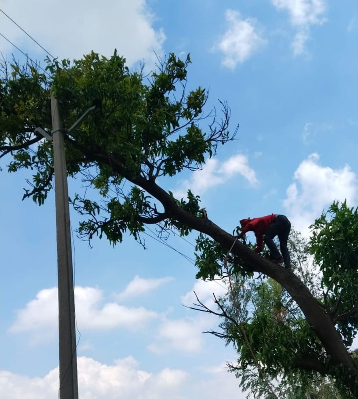 Trees fell on electric wires due to gust of wind, power supply disrupted