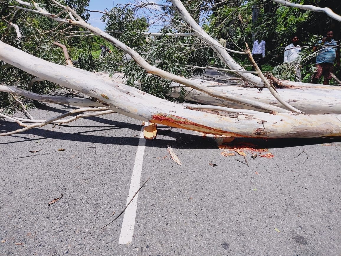Tree fell on Gola-Khutar Highway, traffic halted
