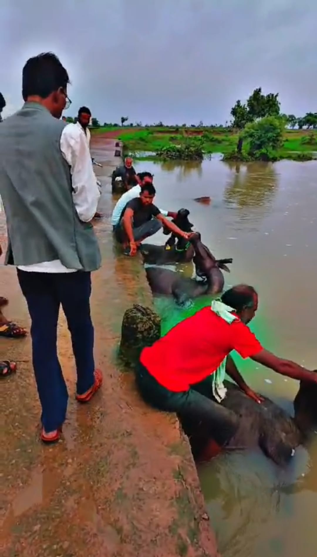 8 buffaloes returning from the forest after grazing died due to drowning, farmers demanded proper compensation