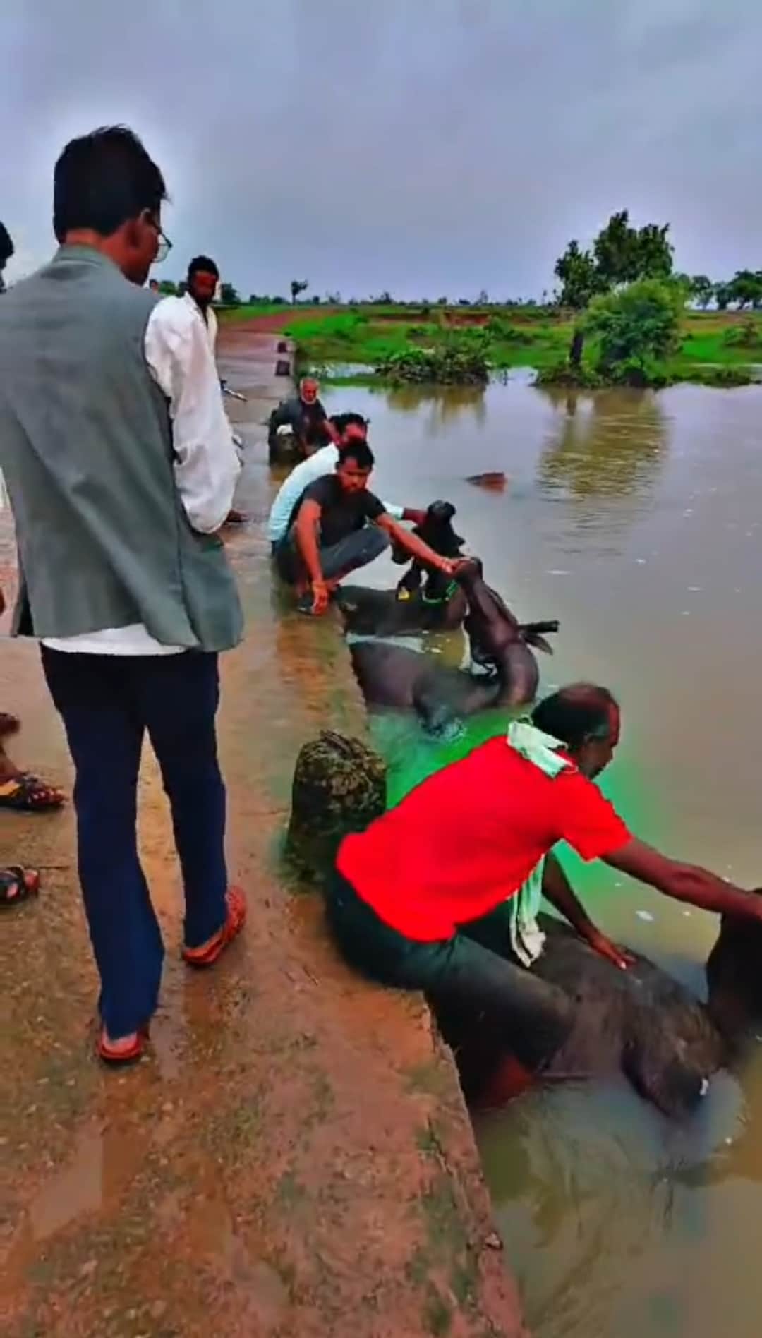 पानी में मृत हुई भैंसों के शव