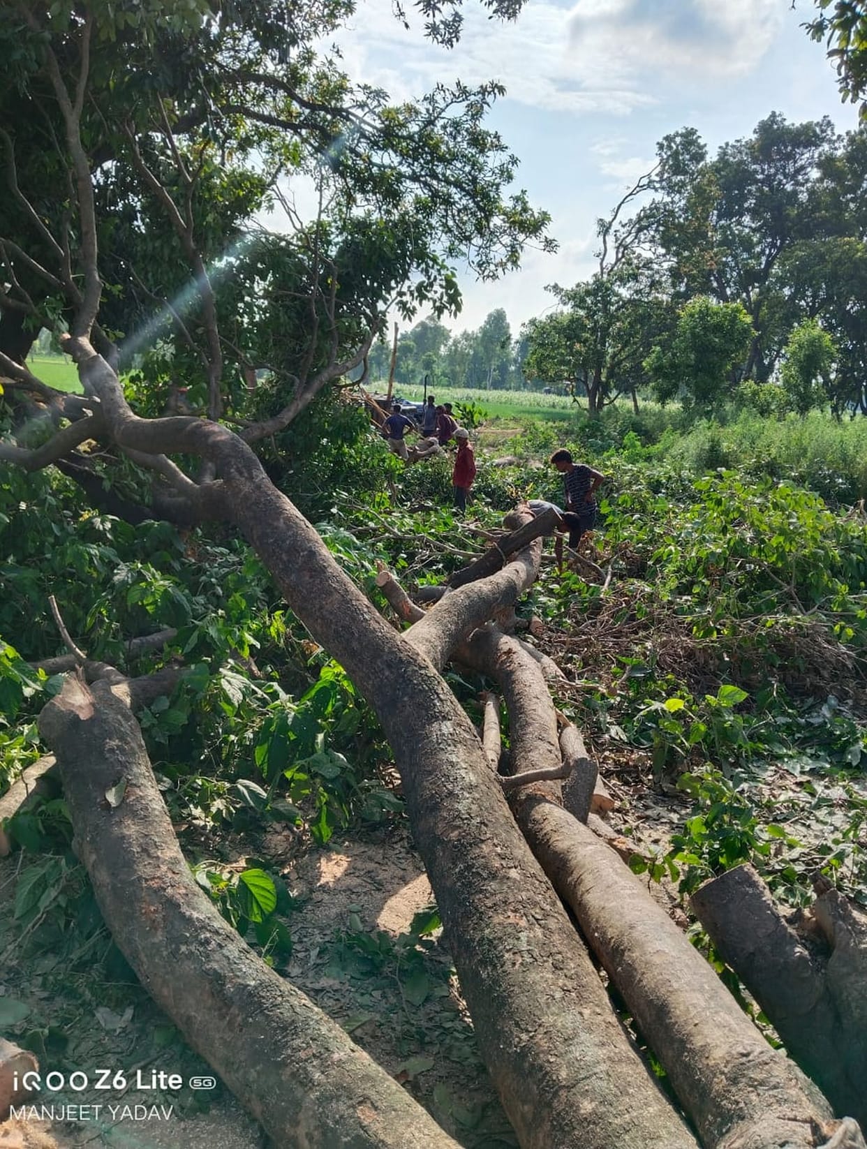 No action taken, sawing continued on green trees on the second day as well