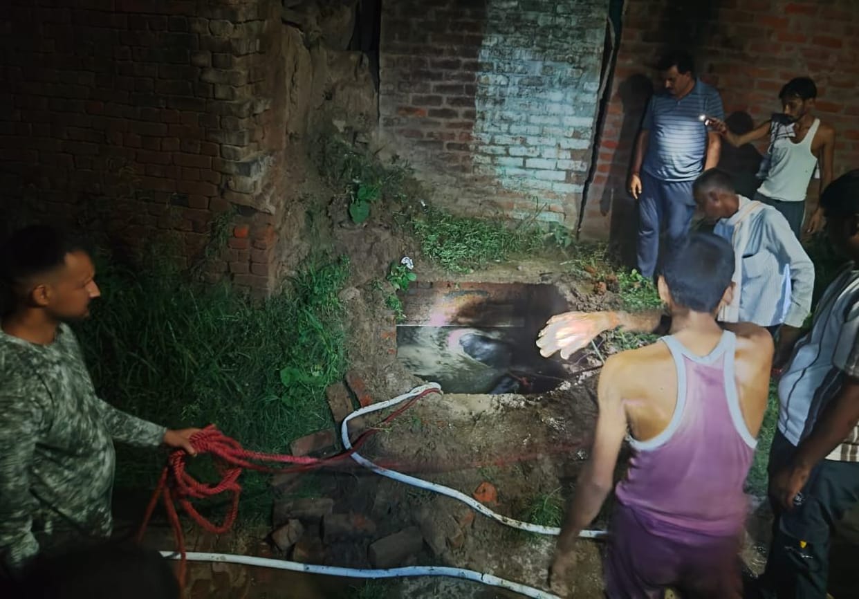 Bull that fell into septic tank taken out