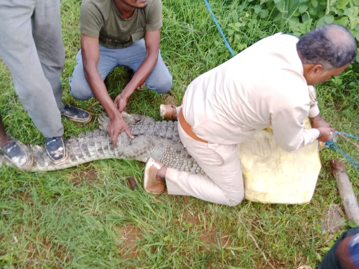 damoh Seven feet long crocodile came out of the river on the main road, villagers got scared
