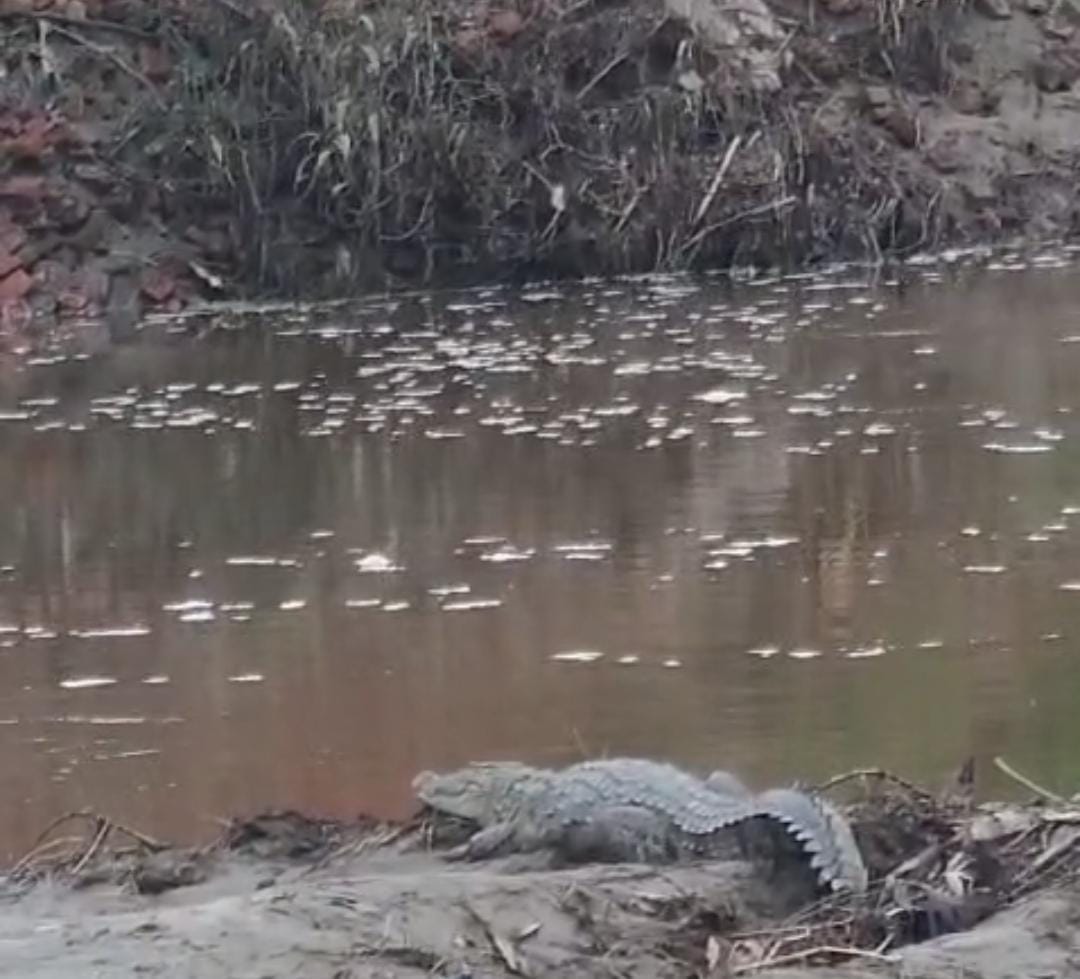 Villagers panic after seeing crocodile on the river bank