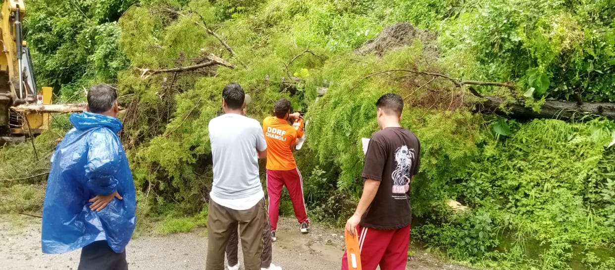 Tree fell on Nainital Highway